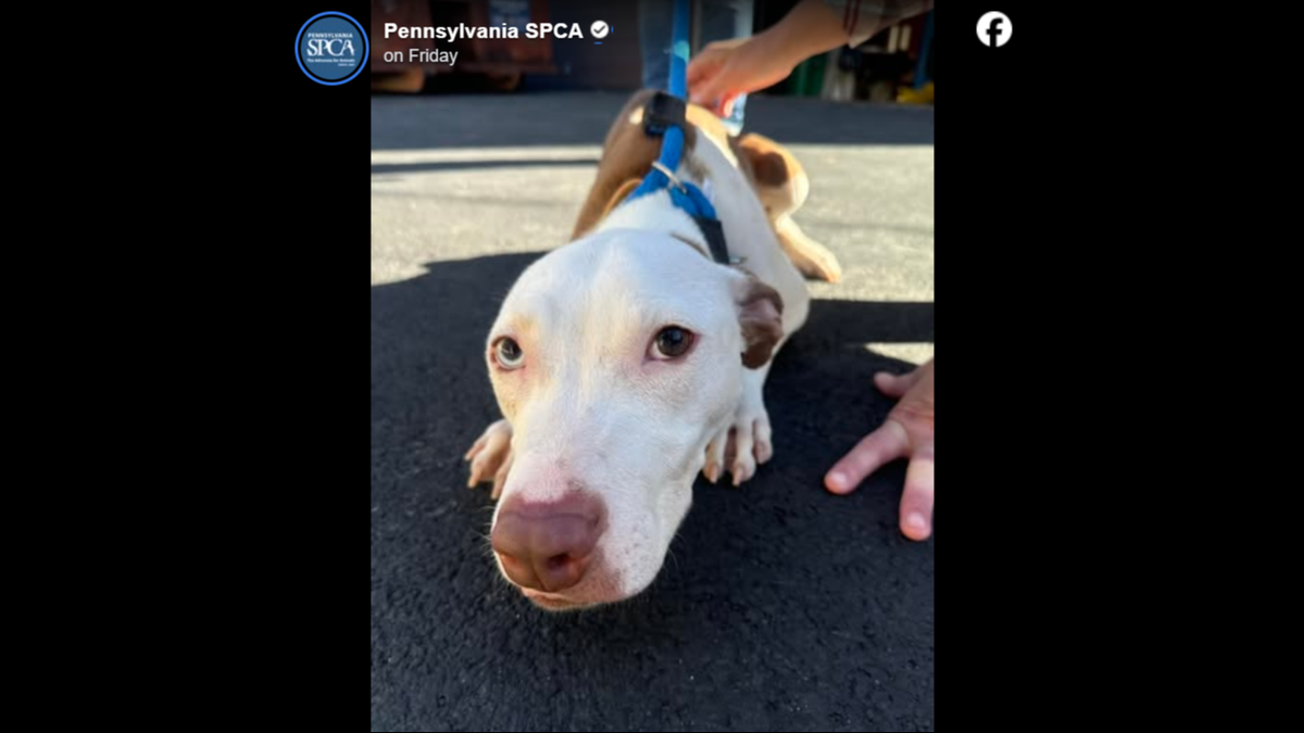 The sweet face of Bailey, who was rescued from a backyard.