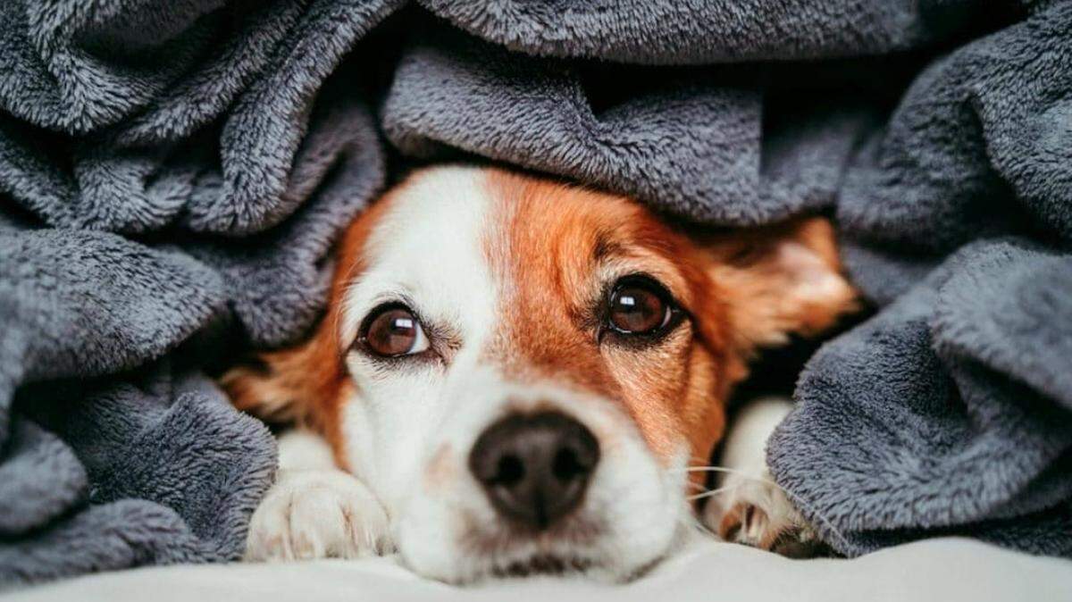 The Fort Worth Animal Care & Control is looking to place 75 medium to large sized dogs in temporary homes for a week to two weeks as the shelter’s outdoor facility will be too cold to house pets.