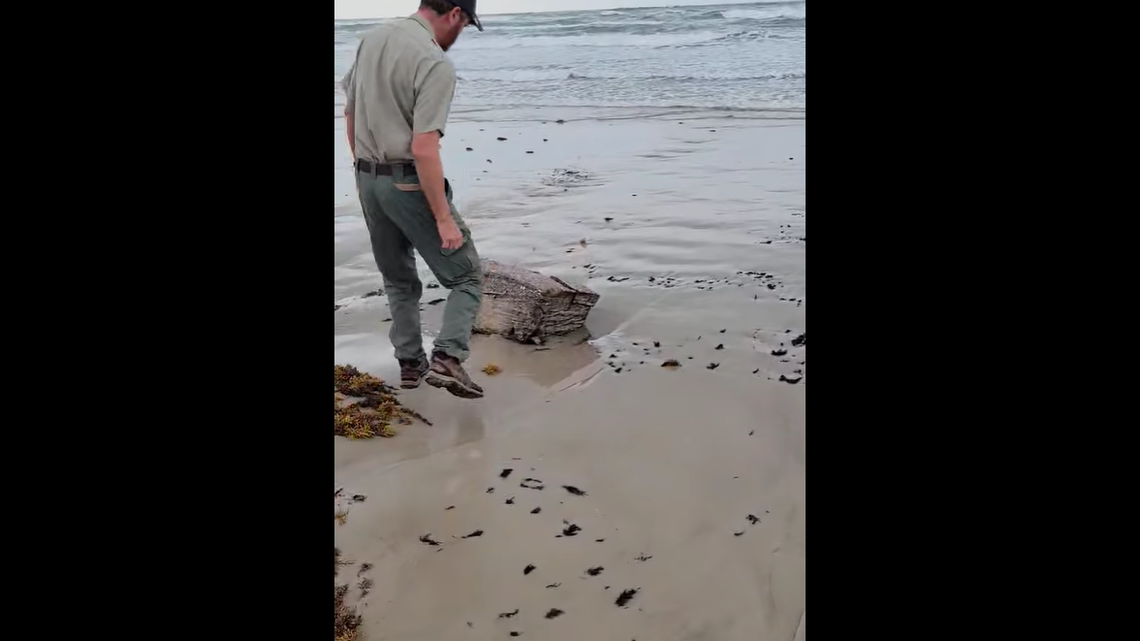 A ranger at Mustang Island State Park in Texas found a piece of cargo from a WWII-era Nazi ship sunk off the coast of Brazil by American forces.
