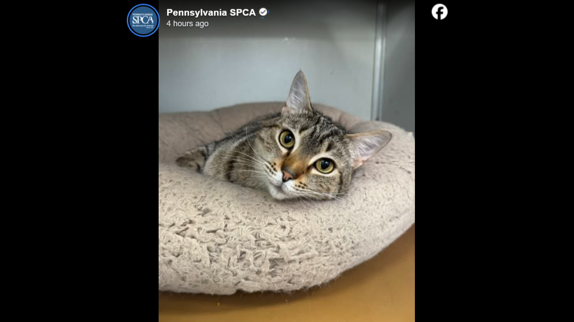 Milo just wants some love.