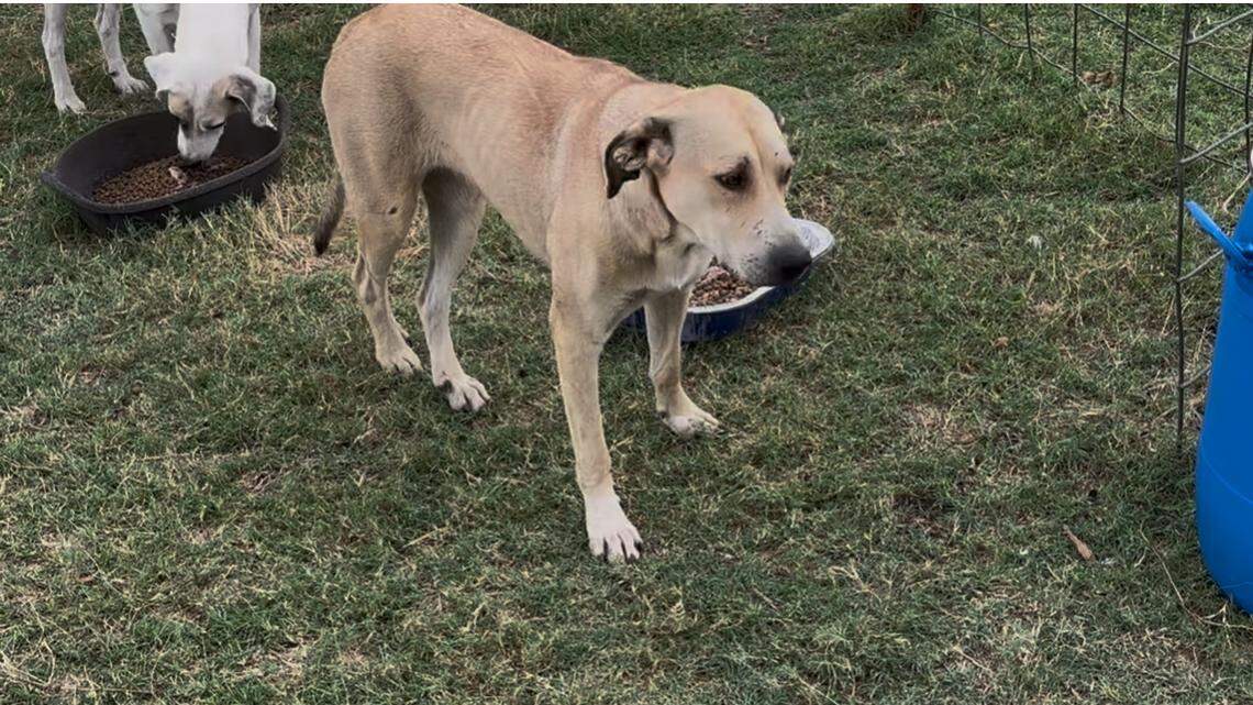The pack of dogs initially only came into the neighborhood at night, but neighbors grew concerned when they started seeing them roaming the neighborhood during the day.