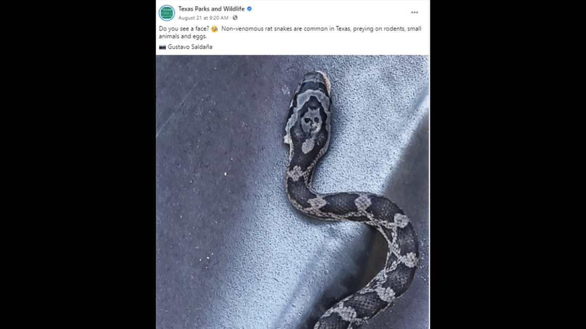Texas Parks and Wildlife posted this snake photo on Aug. 21 and asked people if they saw a face in the pattern on its head. Many did. 