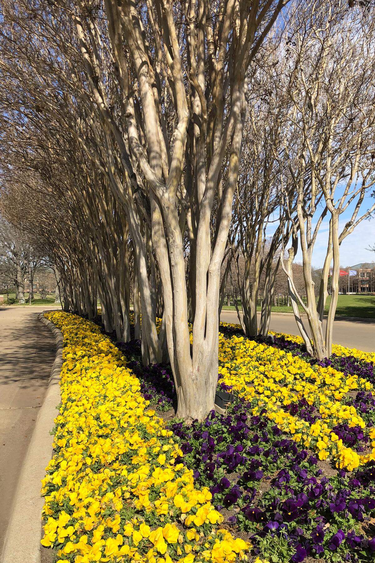 Yellow pansies show up so much better than purple.