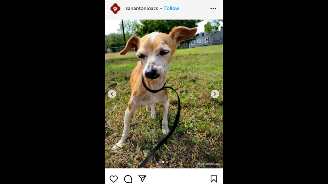 Coco was reunited with her family after being missing for two years, city officials said.