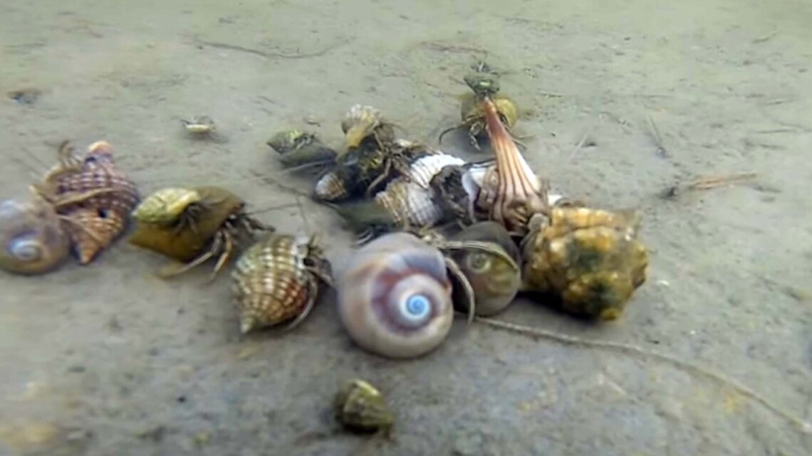 Hermit crabs gather to swap shells, Texas video shows | Fort Worth Star ...