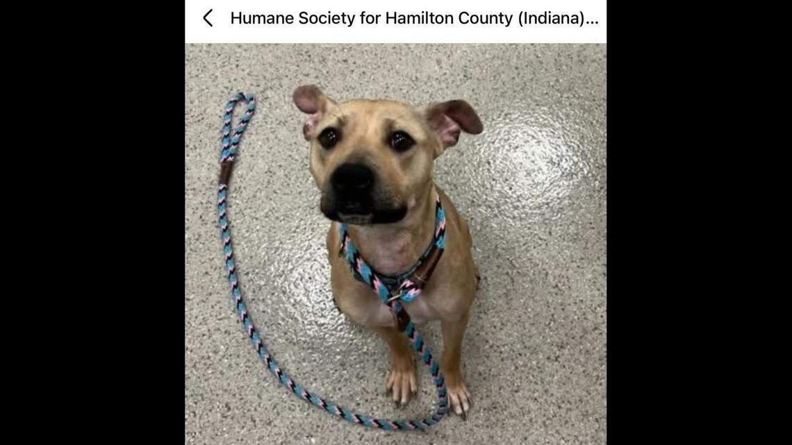 Lilith giving big puppy eyes to the camera