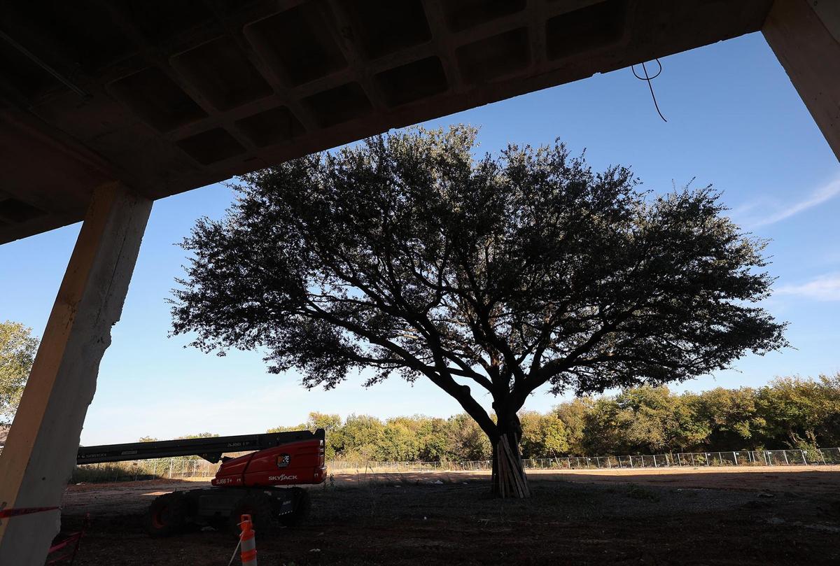 A tree stands in what will become the playground area for the Center for Transforming Lives’ Riverside Campus on Tuesday, Nov. 12, 2024, in Fort Worth.