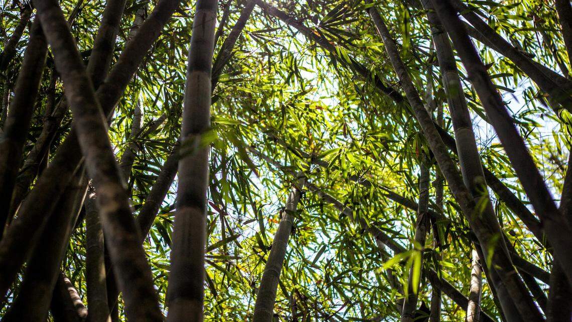 A 314-pound newborn elephant is the newest addition to the Houston Zoo.