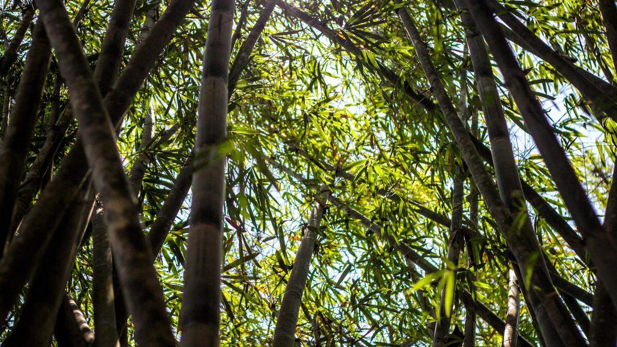 A 314-pound newborn elephant is the newest addition to the Houston Zoo.