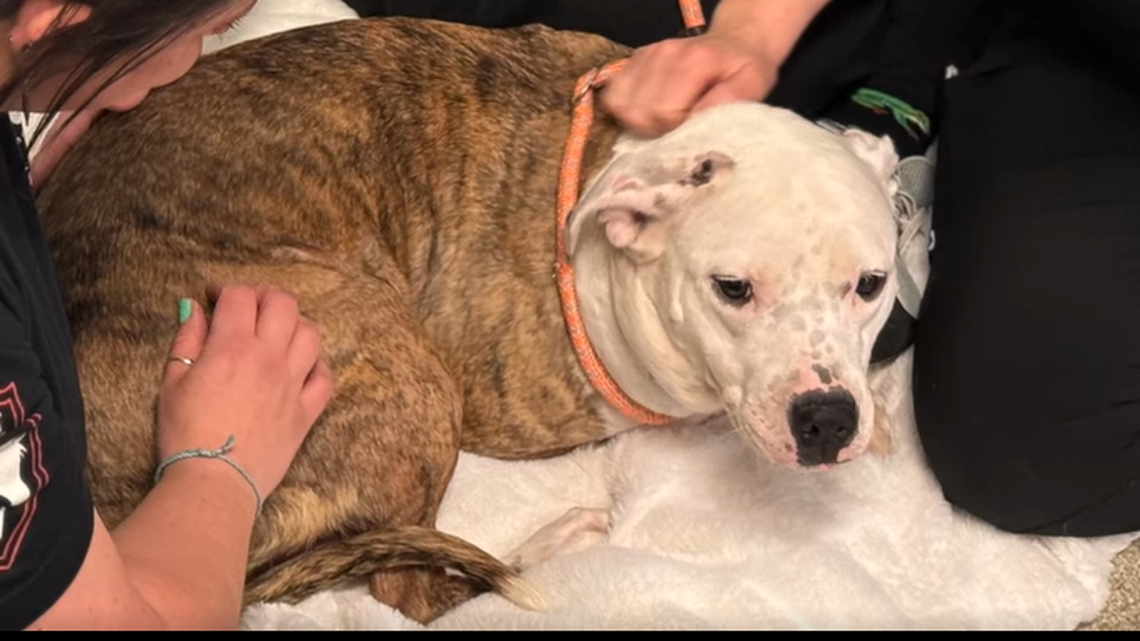 Scarlet is getting care and love.