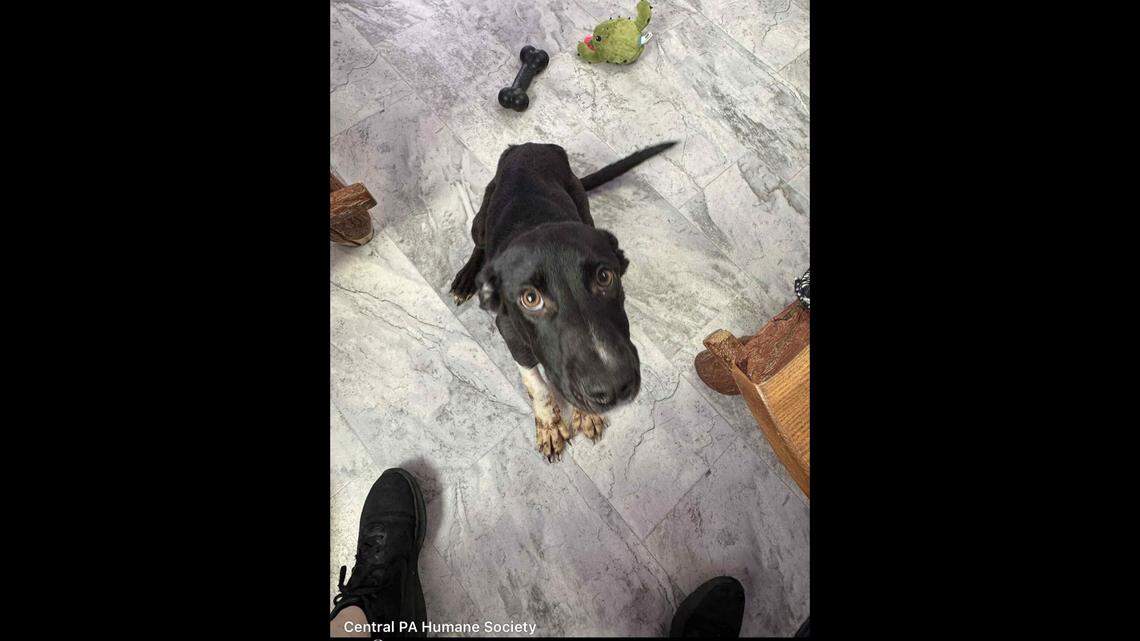 Starving dog saved from living ‘in deplorable conditions’ in PA. He needs help