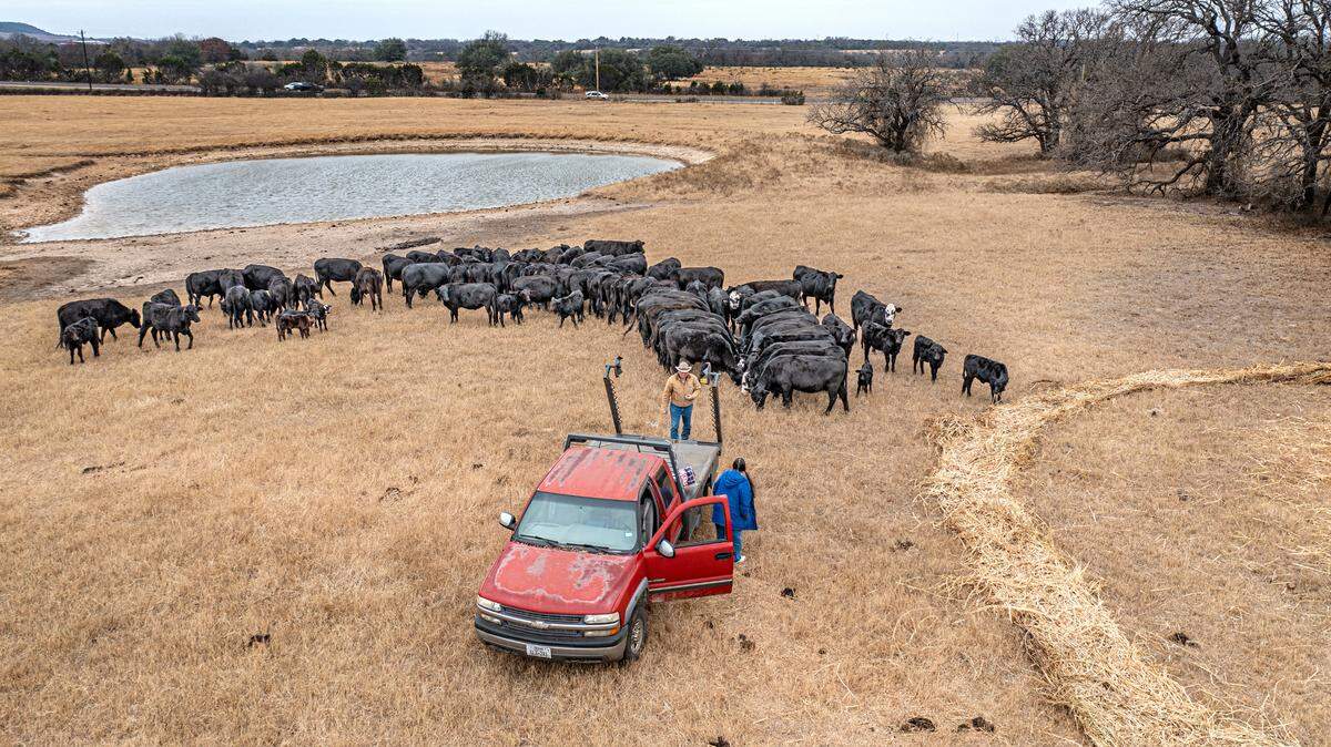 Water is the lifeblood of a Texas ranch. Mike Massey said he is fortunate that the tanks on his Hood County ranch are spring fed.