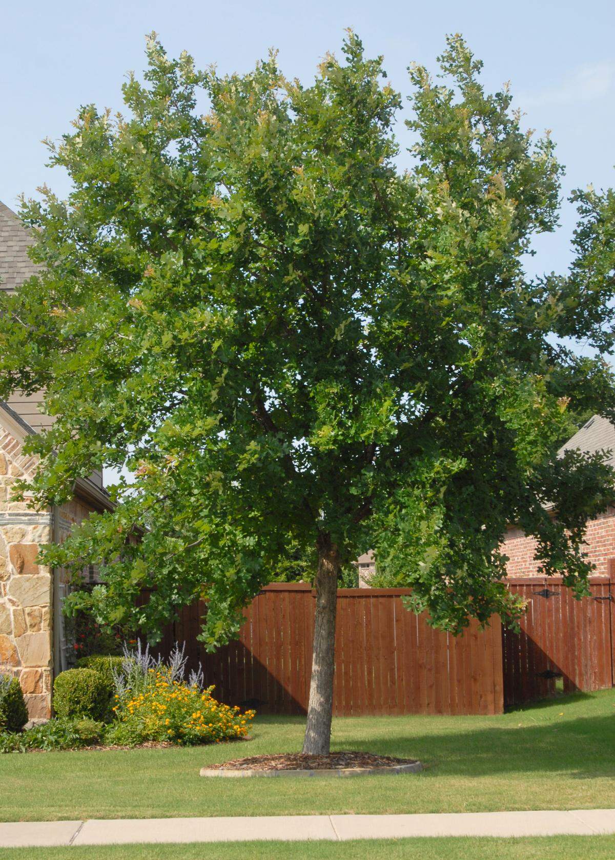 Start monitoring young bur oak trees’ health and vigor at this early age.