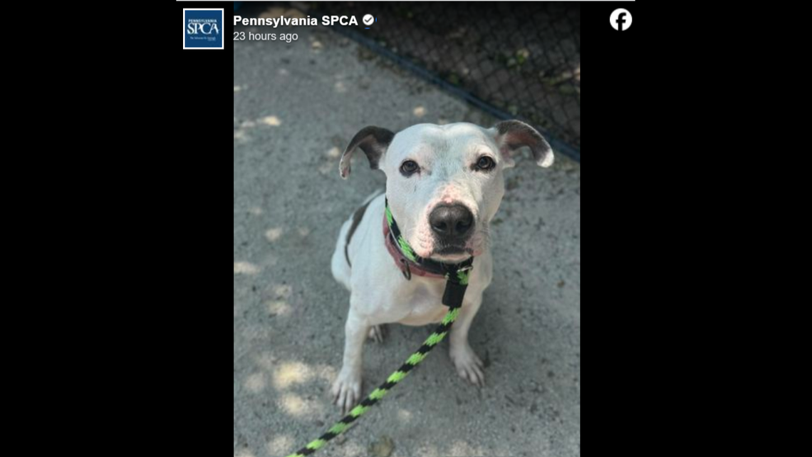 Dolly is in need of a second chance.