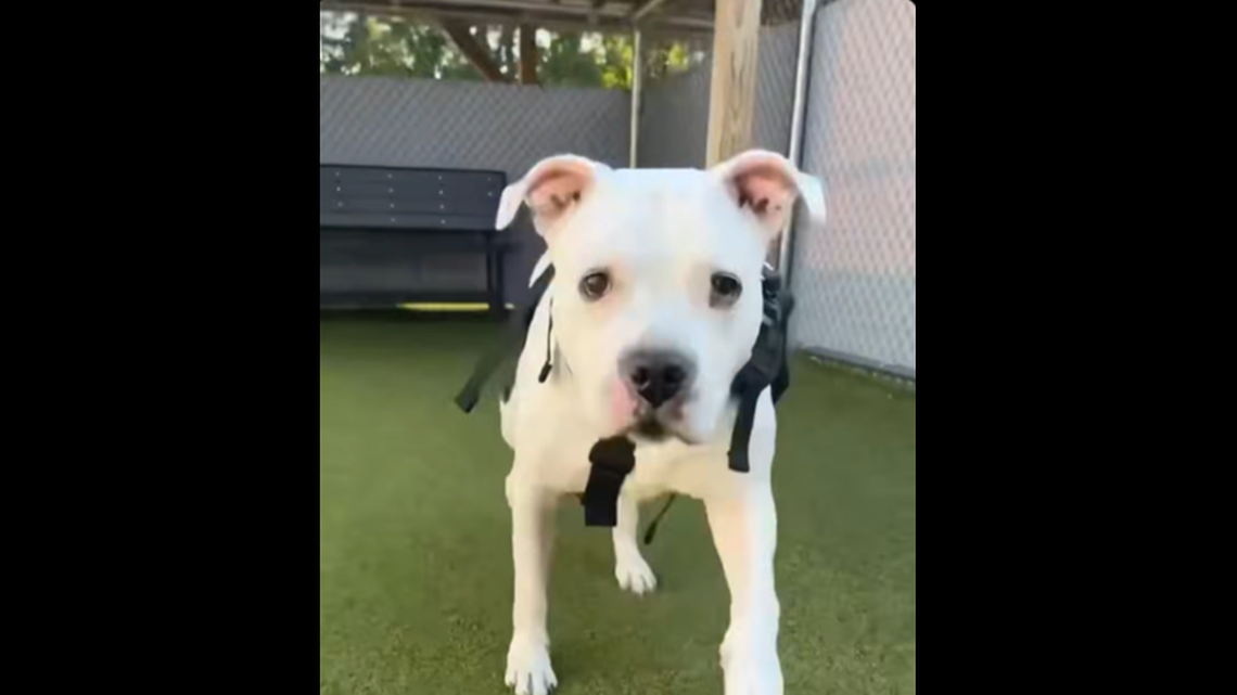 Chyna just needs some assistance and love.