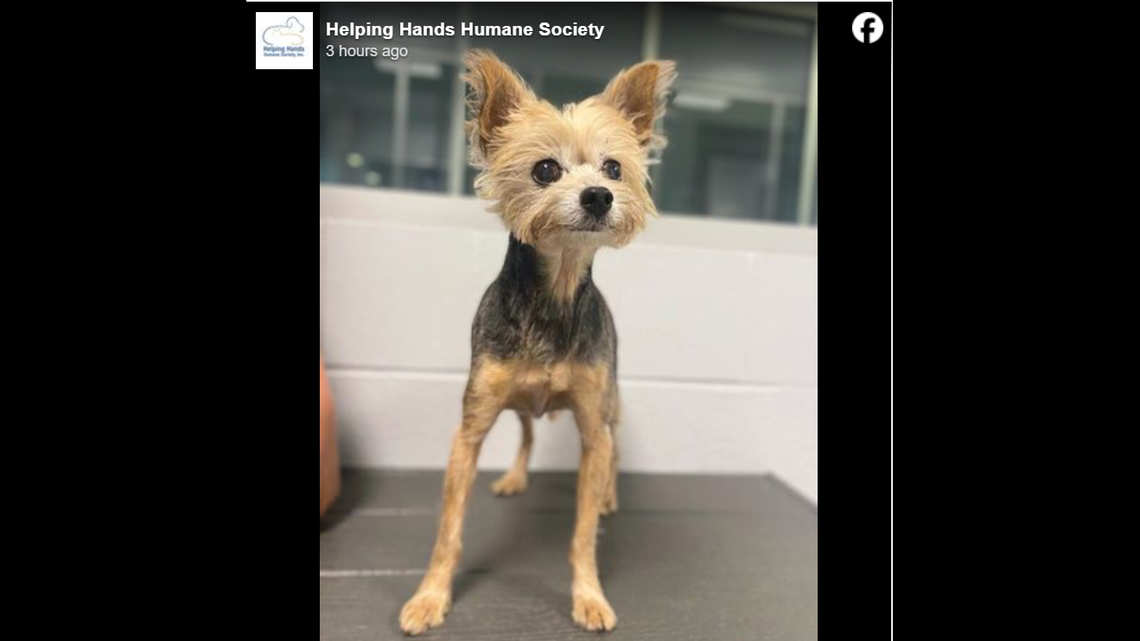 Teddy has favorite hobbies like napping.