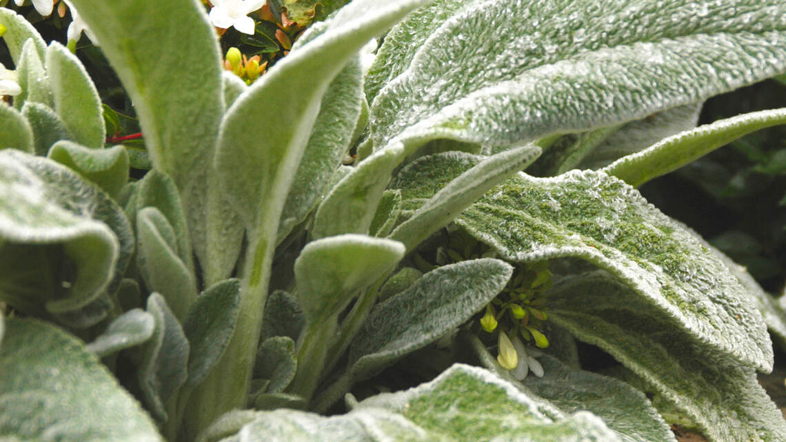 Glossy vs. fuzzy: How leaf texture shapes your garden’s beauty and performance