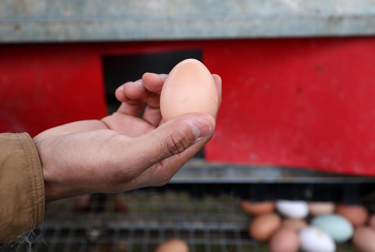 Michael Jimenez holds up a pasture-raised egg at JMZ Farms on Tuesday, Feb. 11, 2025, in Bridgeport.