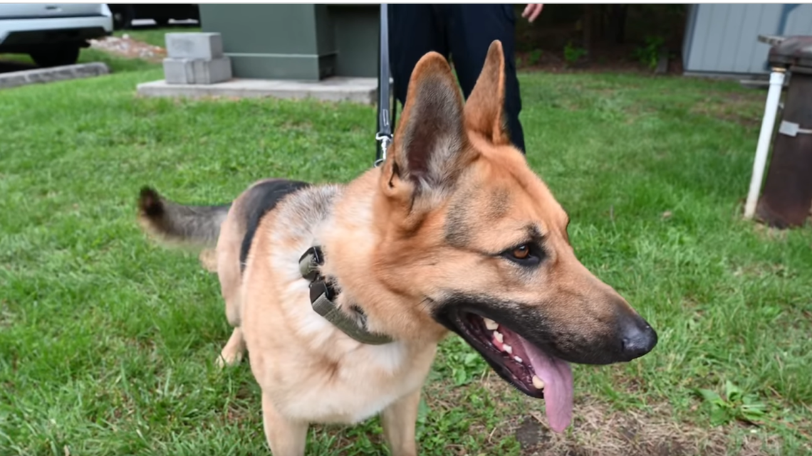 Meet Boomer, a 2-year old German Shepherd who was rescued from an Anne Arundel County Animal Shelter.