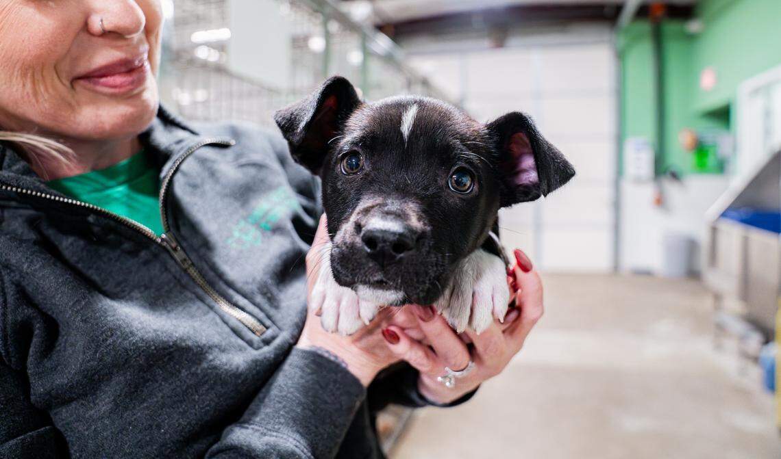 Puppies rescued from a trash can at Crestwood Park in Fort Worth can be adopted at PetSmart in Montgomery Plaza from 10 a.m. to 3 p.m. on Wednesday, Jan. 8.