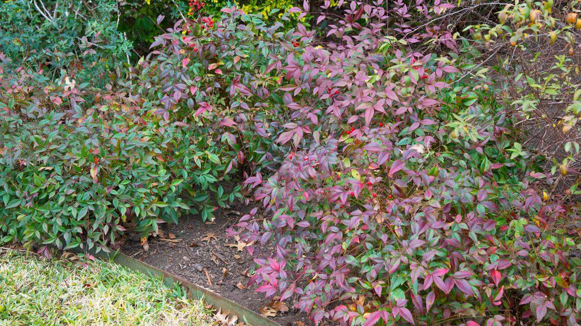 Flirt nandinas are very low-growing types that stay at 18 to 20 inches tall.