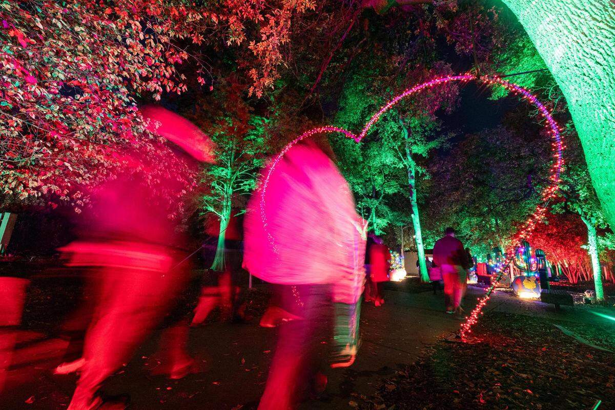 Guest walk through the arches of hearts display during the Lightscape 2023 event at the Fort Worth Botanic Gardens on Friday, Nov. 24, 2023.