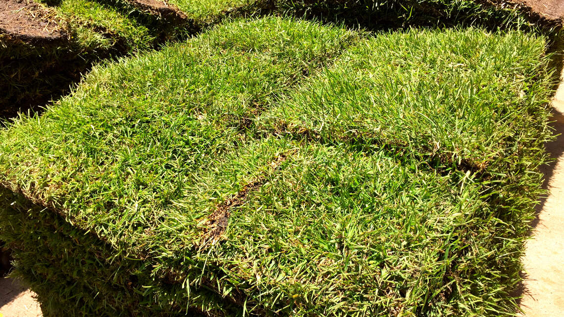 DFW gardeners asking about brown spots, falling leaves & flying pests. What to know