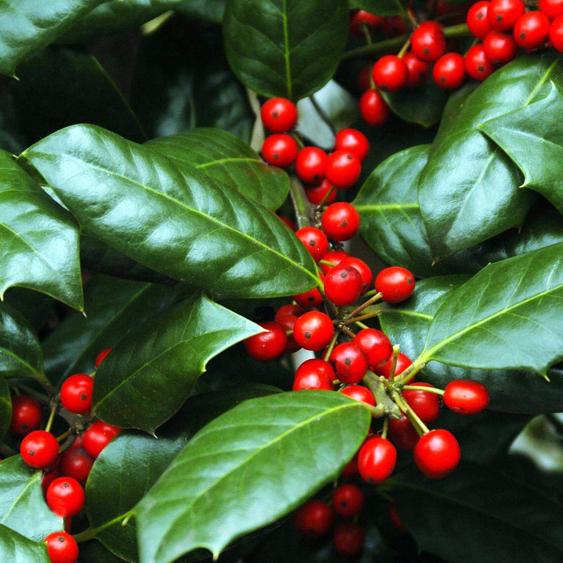 Glossy winter foliage of Nellie R. Stevens holly berries.