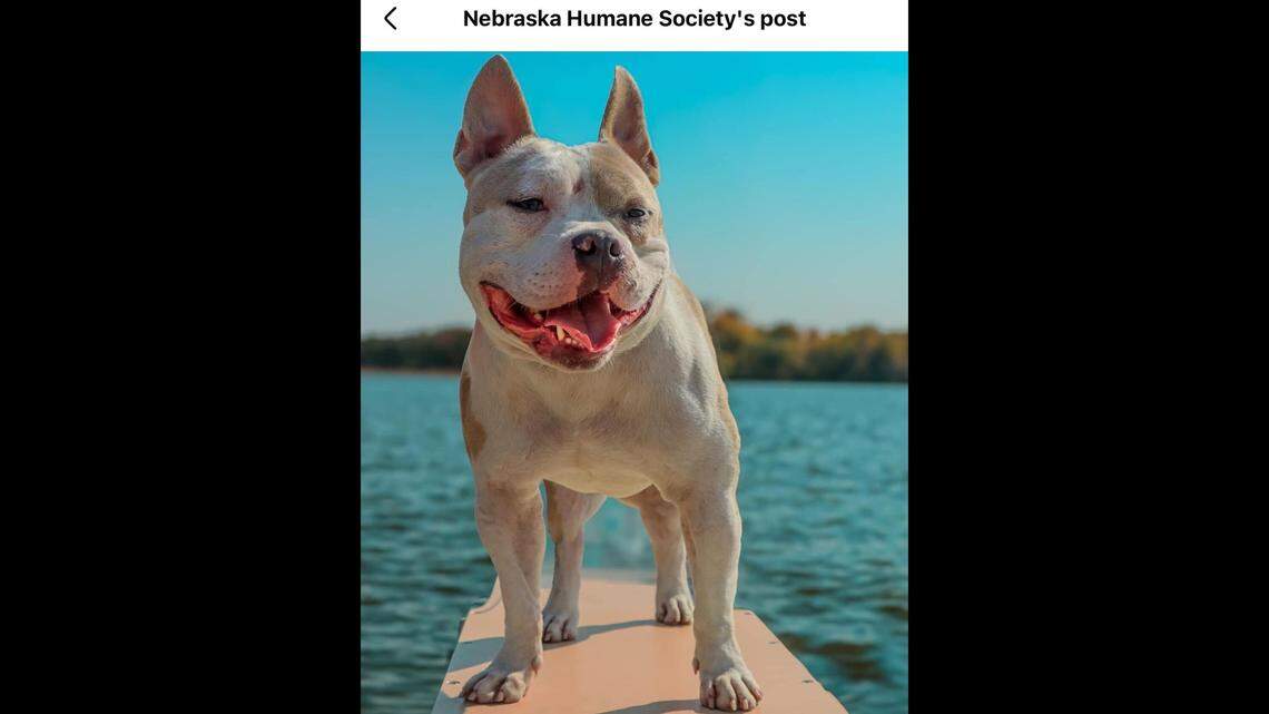 Can’t stand being alone? Turtle knows exactly how you feel.