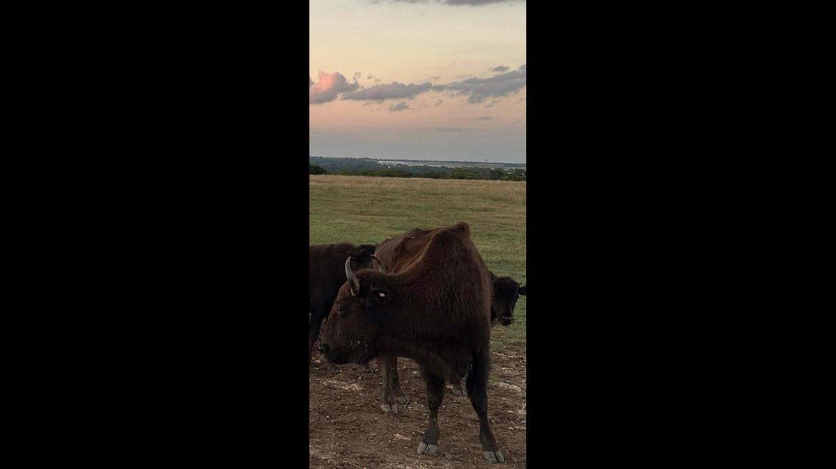 The Texas Bison Association and law enforcement are asking for the public’s help to find whoever is responsible for shooting and beheading a female bison on property near Lindsay, officials said.