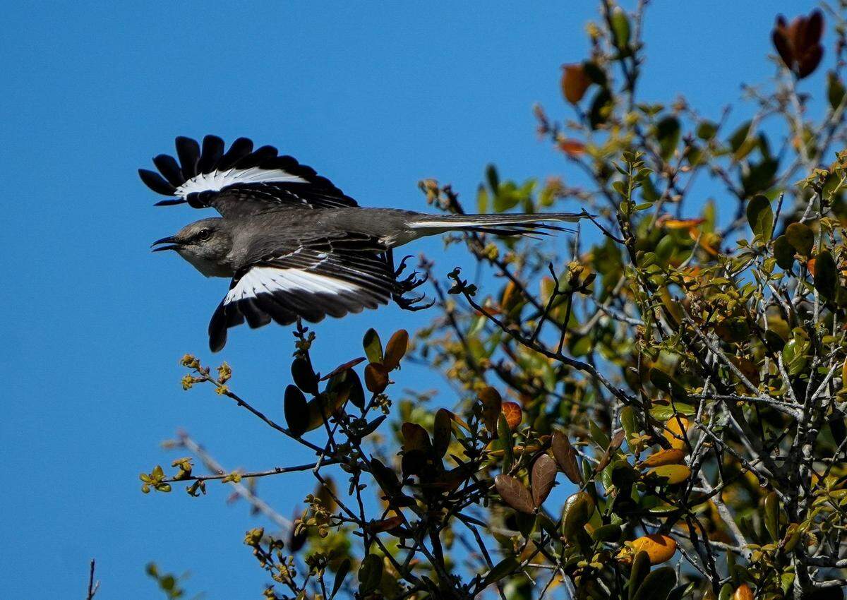 A northern mockingbird takes flight from a scrub oak, Thursday, March 6, 2025, at the Wabasso Scrub Conservation Area in Indian River County.