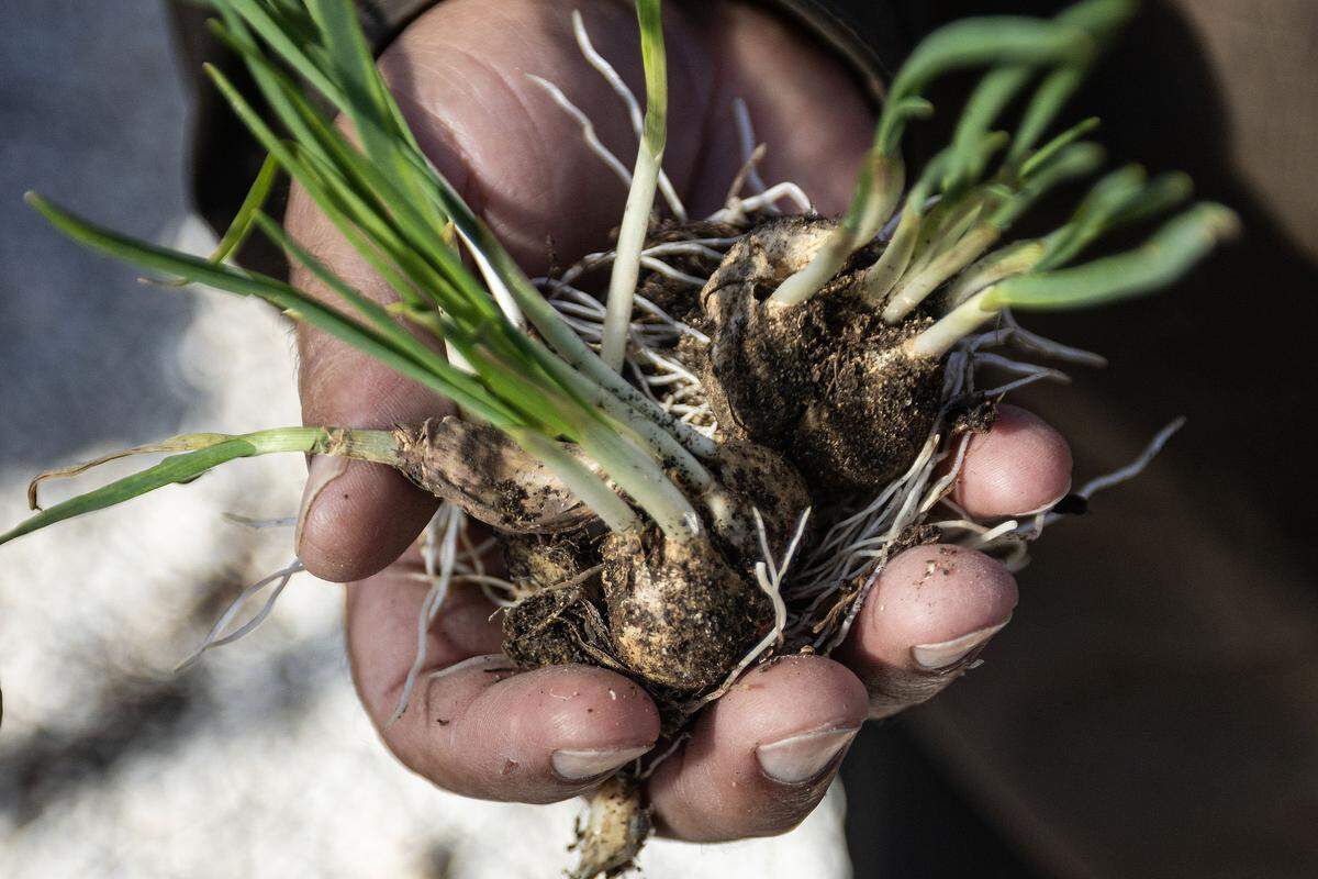 Co-founder Luis Rojas holds bulbs of garlic after they sprout during class at the Curious Farm House in Godley on Wednesday, Dec. 10, 2025. The Curious Farmhouse is a nature-based, bilingual space where children learn farming, nutrition and hands-on skills through gardening.