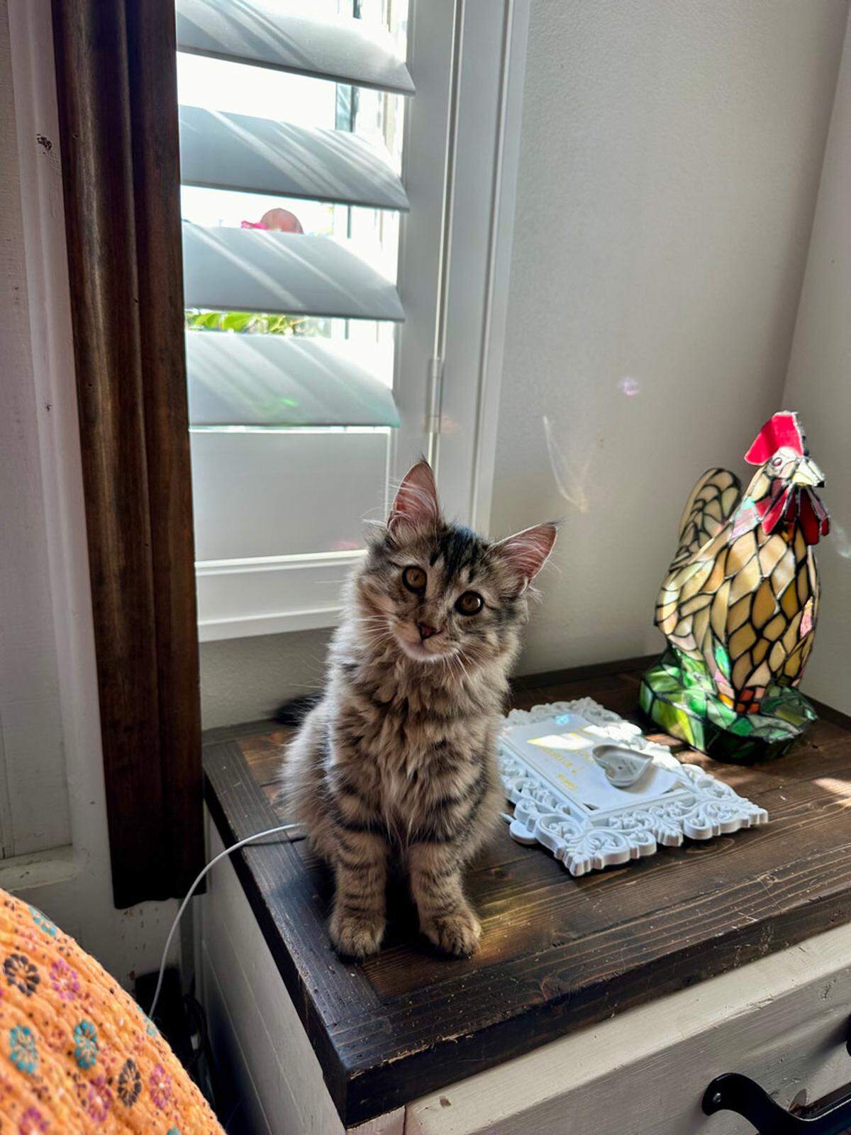 Coco, a 5-month-old Norwegian Forest Cat was picked up outside a Dairy Queen a few months ago but now lives with her owners and cat siblings.