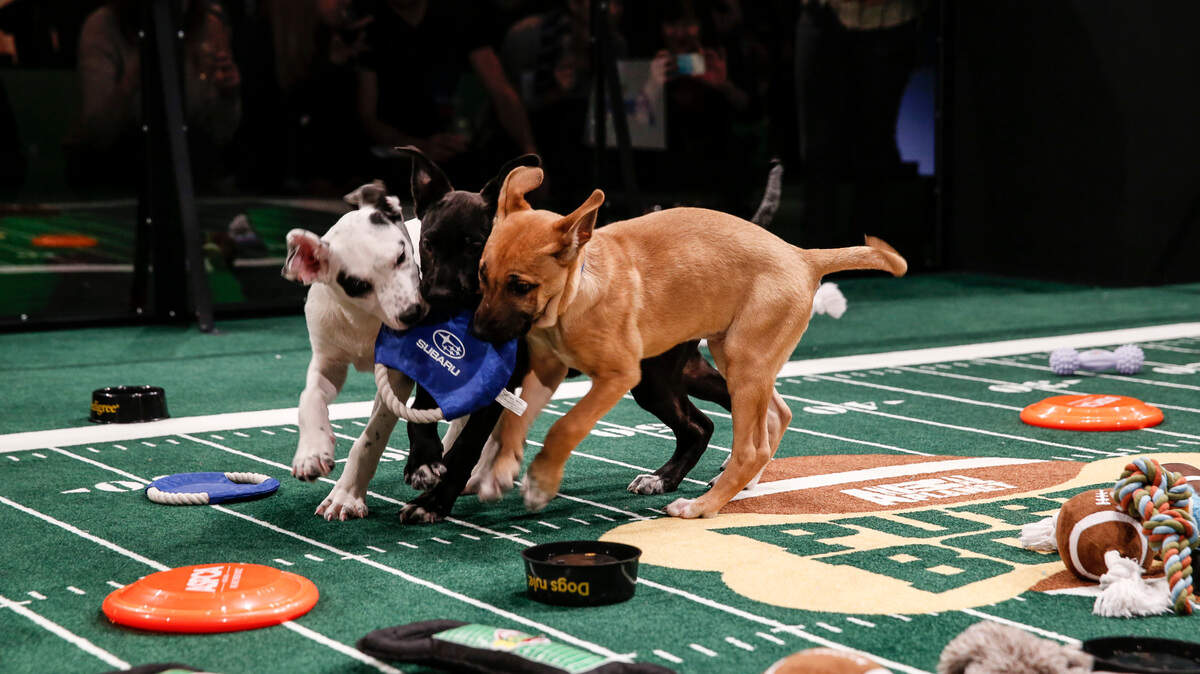 IMAGE DISTRIBUTED FOR DISCOVERY COMMUNICATIONS - Atmosphere at the Puppy Bowl X at the Discovery Times Square Experience in New York on Tuesday, Jan. 28, 2014. (Mark Von Holden/AP Images for Discovery Communications)