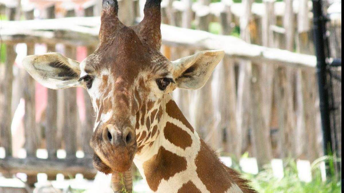 Dallas Zoo