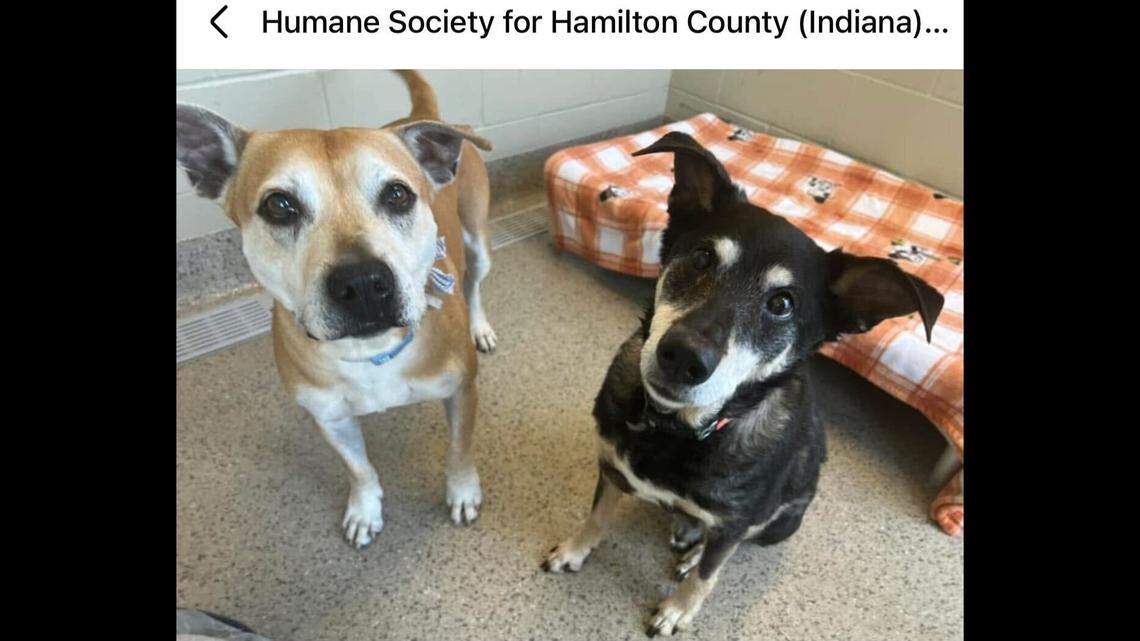 Both dogs are hoping to find a wonderful home together.