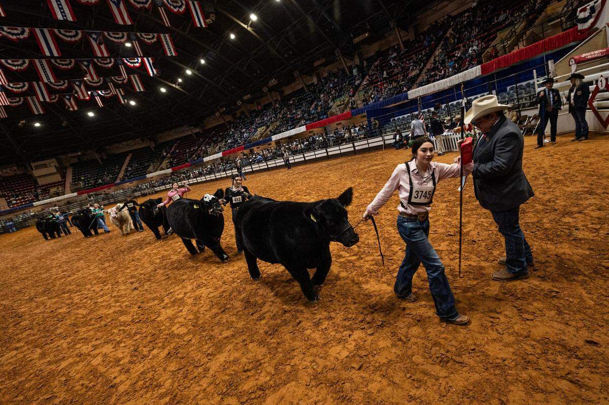 Contestants take their steers back to their pens after placing in the Junior Livestock Judging Contest at the Fort Worth Stock Show & Rodeo on Friday, Feb. 2, 2024.