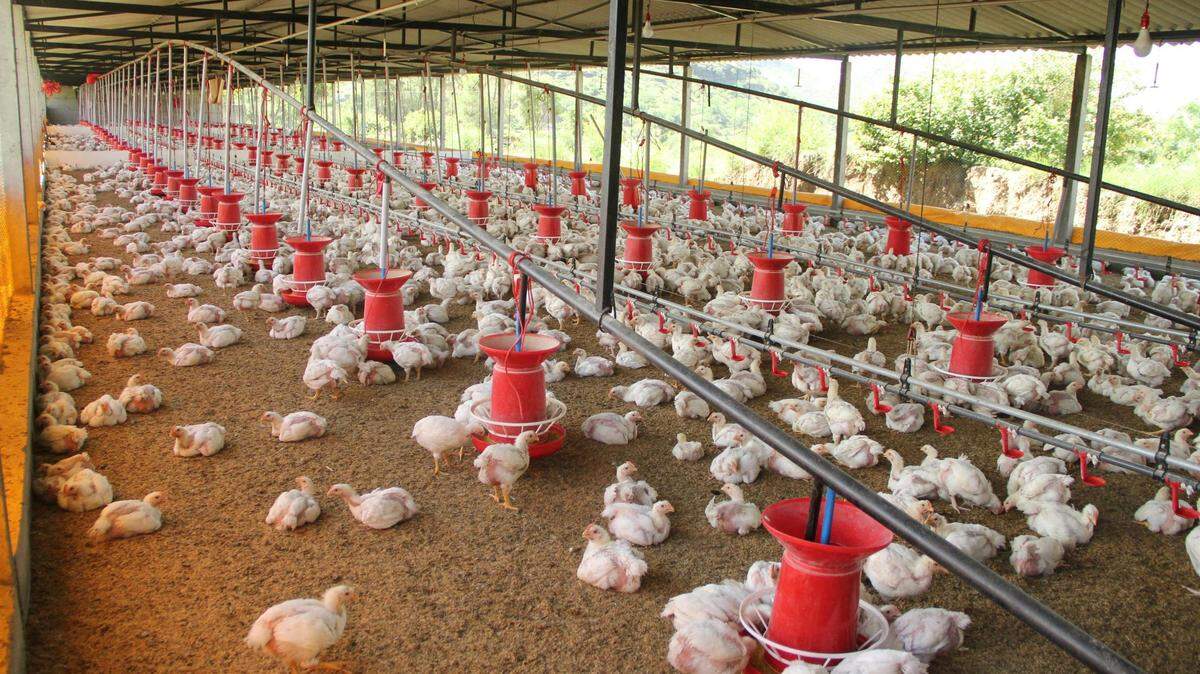 H5N1 bird flu has been spreading across 16 states to wild birds, chickens and cows.