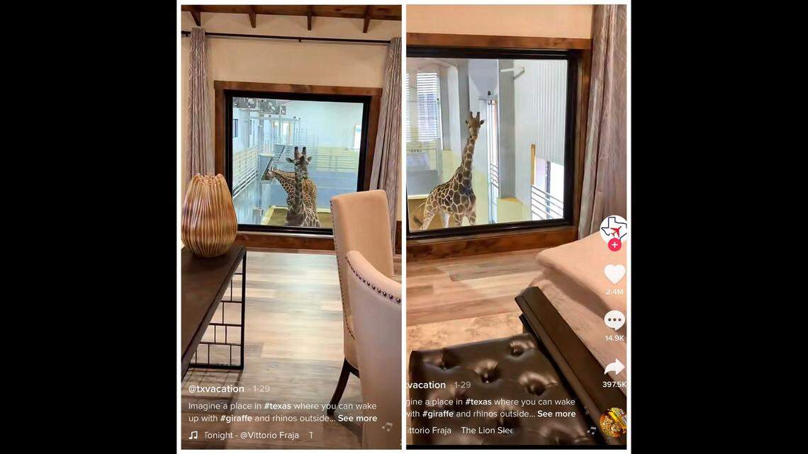 A suite at Longneck Manor invites guests to “sleep with the giraffes.”