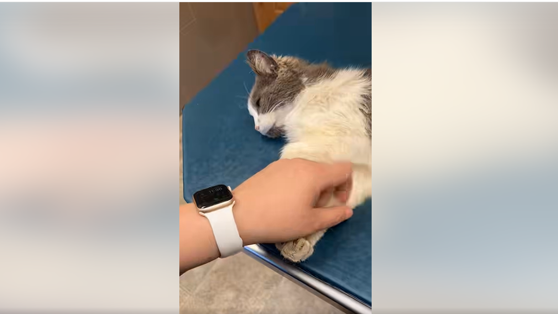 Sweet Lily receiving pets