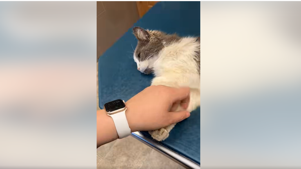 Sweet Lily receiving pets