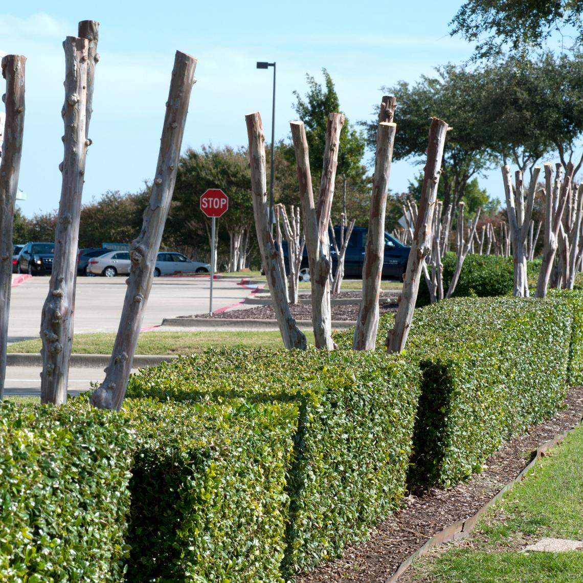 Never top a crape myrtle. It will bloom later and ruin its natural growth form.