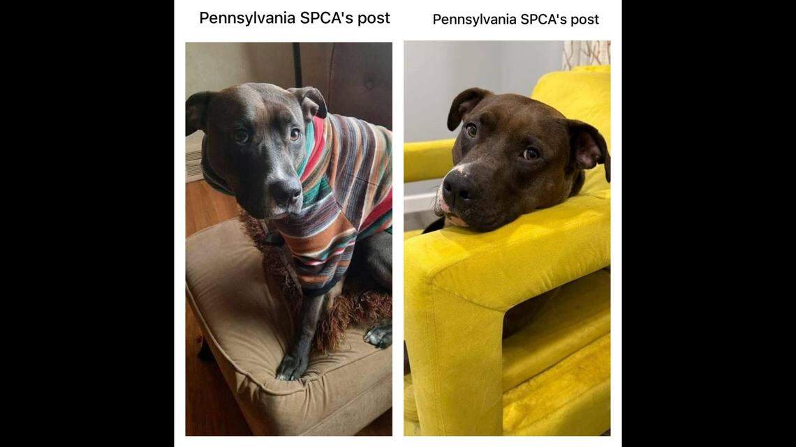 Gidget has the most soulful eyes