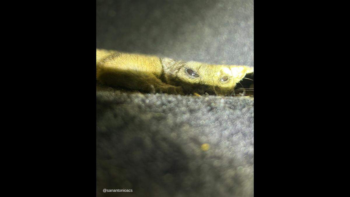 A Texas woman rescued an injured animal she thought was a lemur. Moments later, the animal became “agitated” and she called for help, officials say.