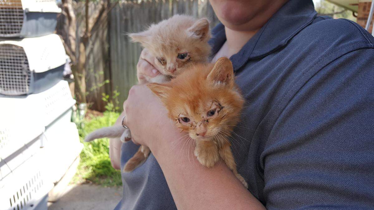 More than 80 cats were rescued from an apparent hoarding situation in Denton on Wednesday, according to the Human Society of North Texas.