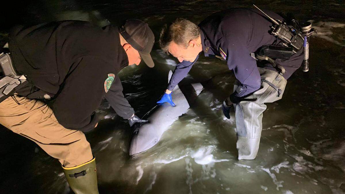 Despite rescue attempts, a dolphin died Wednesday in Galveston after it was found stranded.