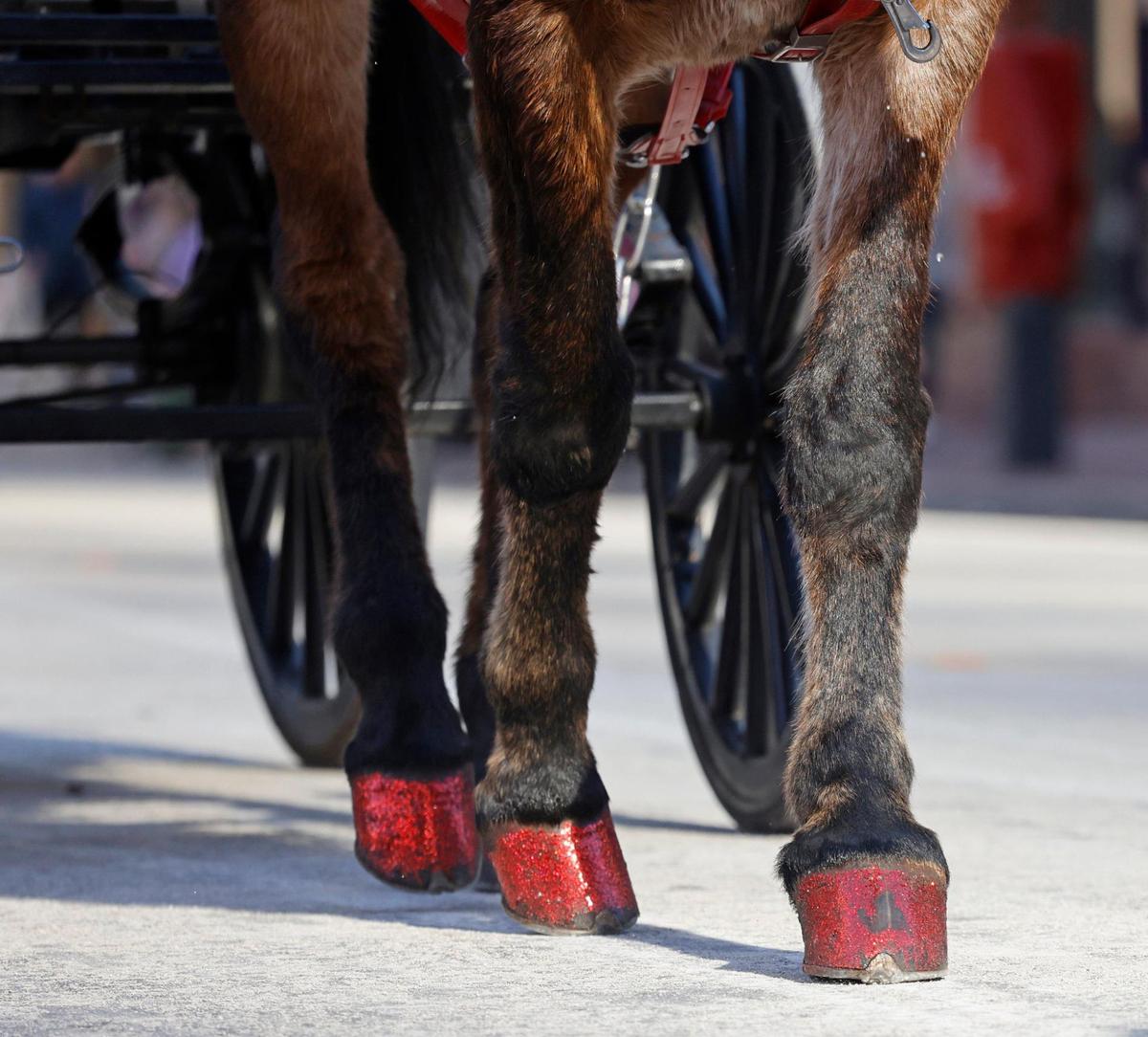 Some of the horses got all dolled up for the Fort Worth Stock Show and Rodeo parade in Fort Worth, Texas, Saturday, Jan, 13, 2024. (Special to the Star-Telegram Bob Booth)