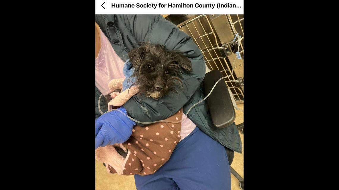 Allison sits in the lap of a shelter staff member.