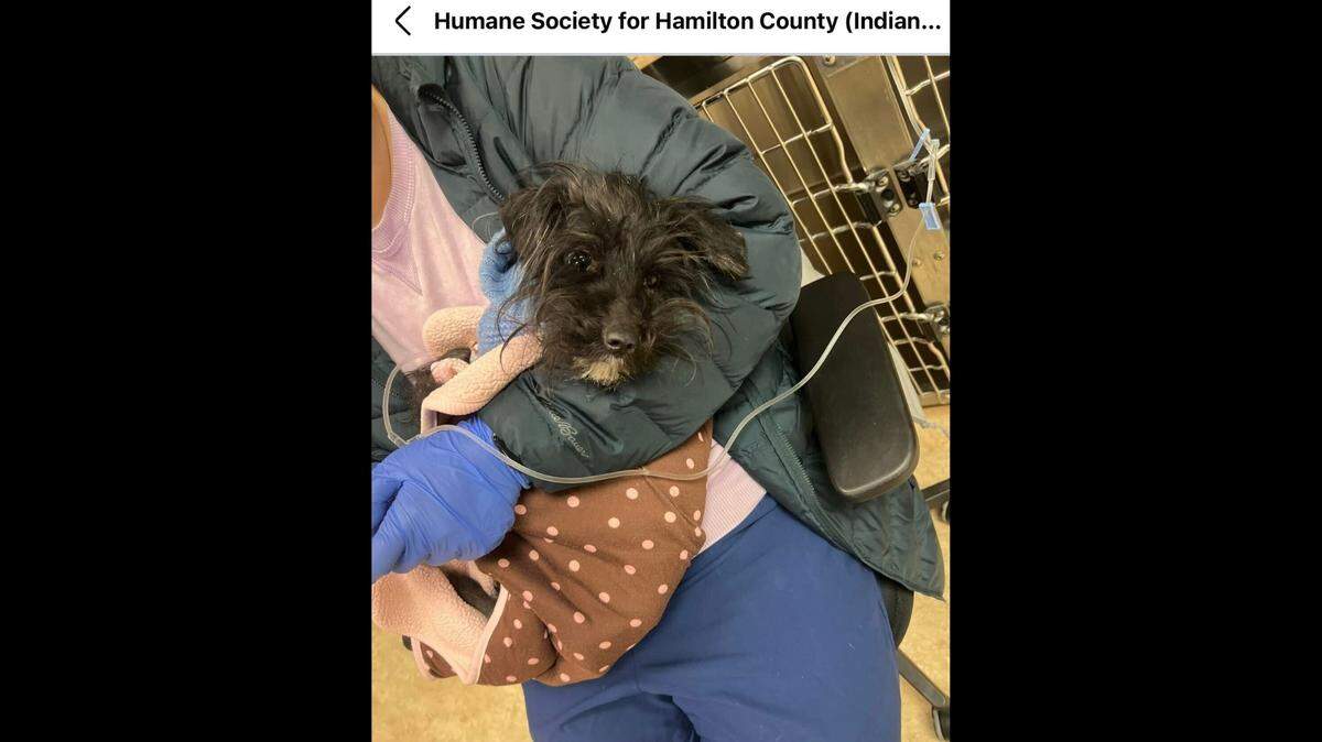 Allison sits in the lap of a shelter staff member.