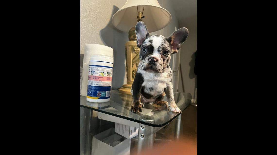 Arlington police are looking for a Merle French Bulldog that was stolen in a robbery Sunday in the 5200 block of Camino Verdes Boulevard. 